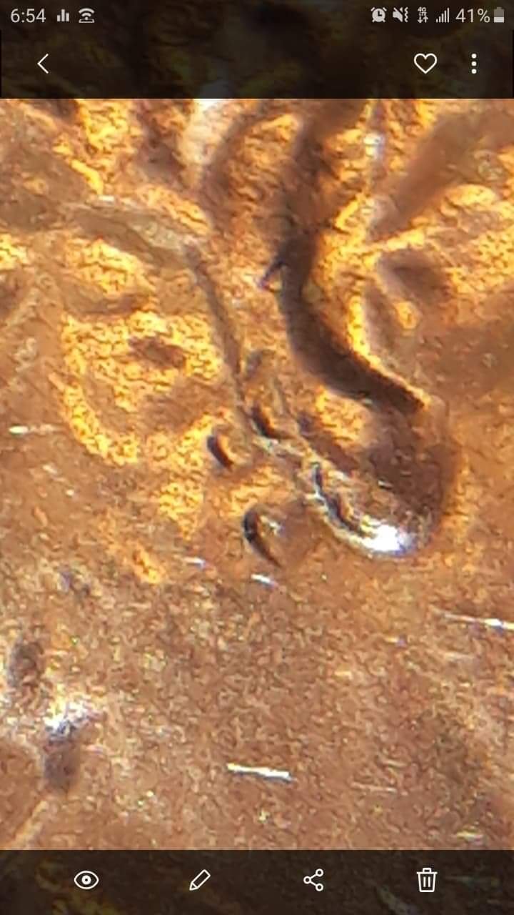 Lincoln-Penny-2019-P-Double-Ear-?